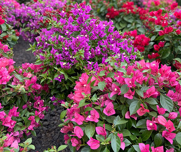 produtos flores