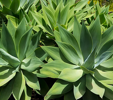 plantas-ornamentais-agave-atenuata