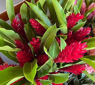 plantas-ornamentais-alpinia-purpurata