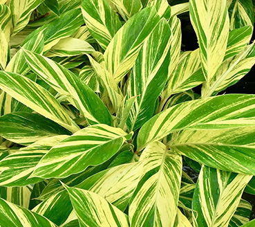 plantas-ornamentais-alpinia-zerembet