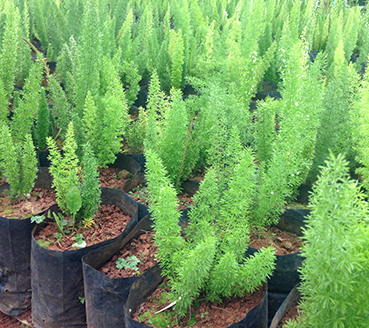 plantas-ornamentais-aspargo-rabo-de-gato
