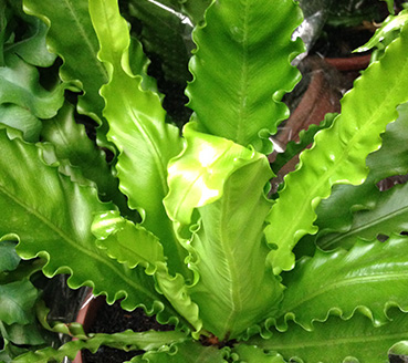 plantas-ornamentais-asplenio