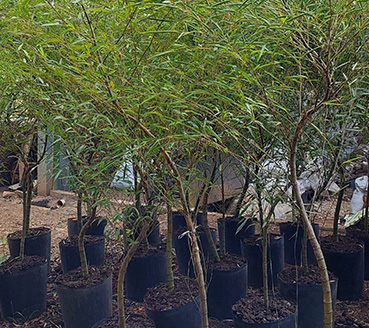 plantas-ornamentais-bambu-mosso