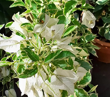 plantas-ornamentais-bougainvillea-variegata