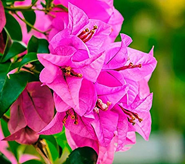 plantas-ornamentais-flores-buganvilea