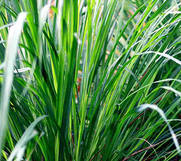 plantas-ornamentais-capim-verde