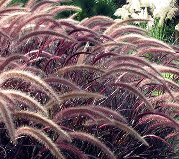 plantas-ornamentais-capim-do-texaz