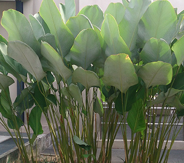 plantas-ornamentais-charuto
