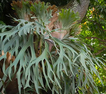 plantas-ornamentais-chifre-de-veado