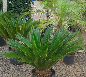 plantas-ornamentais-cica