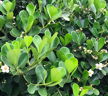 plantas-ornamentais-clusia-verde