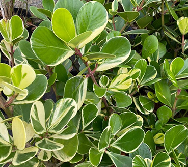 plantas-ornamentais-clusia-variegata