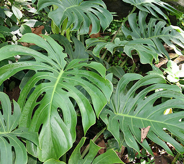 plantas-ornamentais-costela-de-adao
