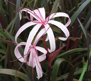 plantas-ornamentais-crino-roxo