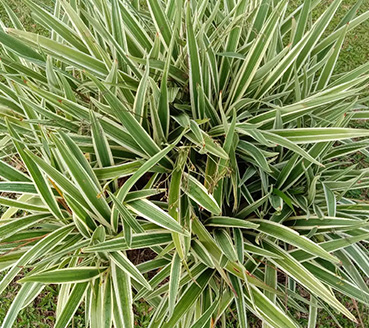 plantas-ornamentais-dianela