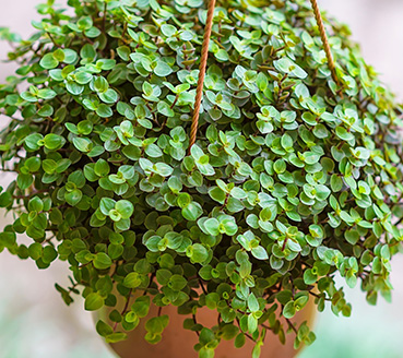 plantas-ornamentais-dinheiro-em-penca