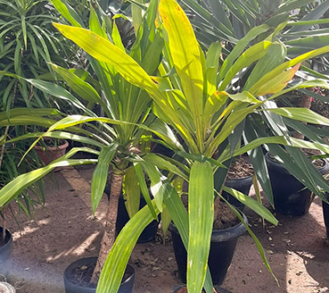 plantas-ornamentais-dracena-arborea