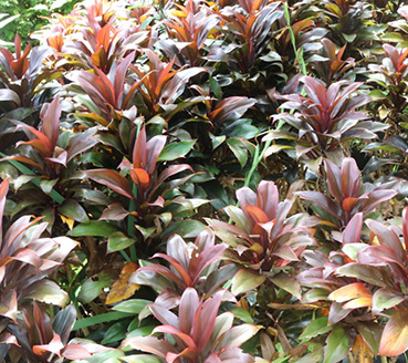 plantas-ornamentais-dracena-chocolate