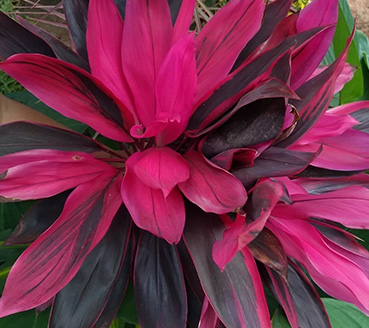 plantas-ornamentais-dracena-cordilline