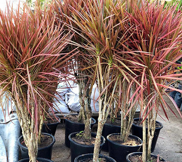 plantas-ornamentais-dracena-tricolor
