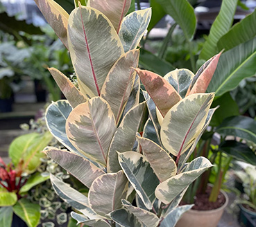 plantas-ornamentais-ficus-elastica-tineke