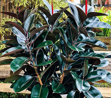 plantas-ornamentais-ficus-elastica