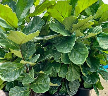 plantas-ornamentais-ficus-lyrata