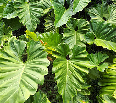 plantas-ornamentais-filodendro-ondulato