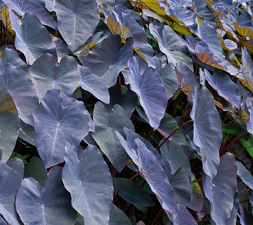 plantas-ornamentais-inhame-roxo