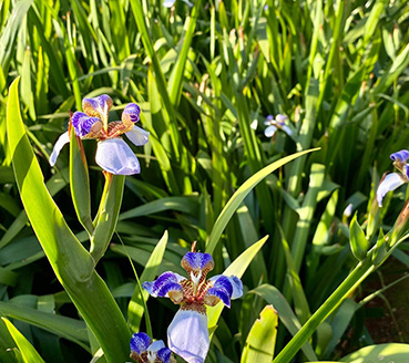 plantas-ornamentais-iris