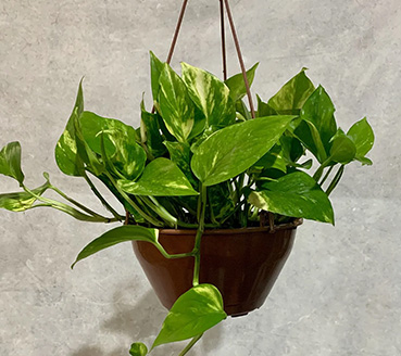 plantas-ornamentais-jiboia