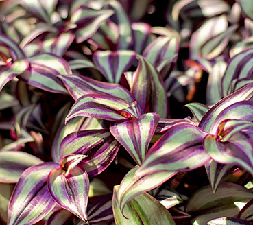 plantas-ornamentais-lambari-roxo