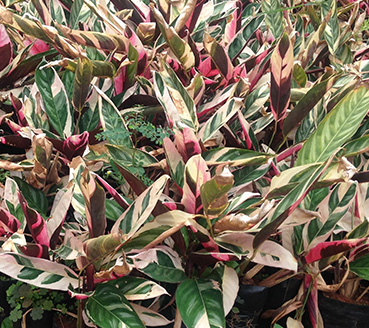 plantas-ornamentais-maranta
