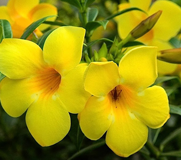 plantas-ornamentais-mini-alamanda