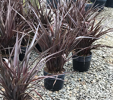 plantas-ornamentais-mini-formio