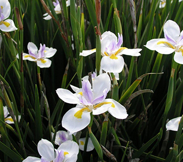 plantas-ornamentais-moreia