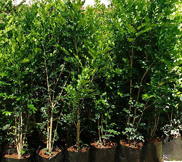 plantas-ornamentais-murta