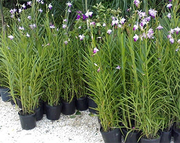 plantas-ornamentais-orquidea-bambu