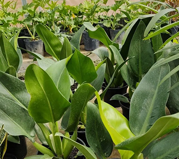 plantas-ornamentais-pacova