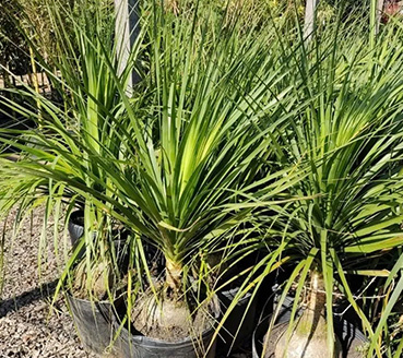 plantas-ornamentais-pata-de-elefante