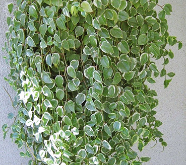 plantas-ornamentais-peperomia