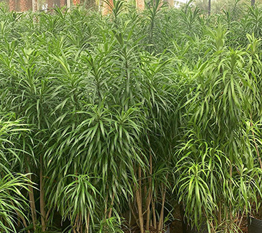 plantas-ornamentais-pleomele-fita