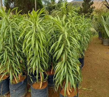 plantas-ornamentais-pleomele