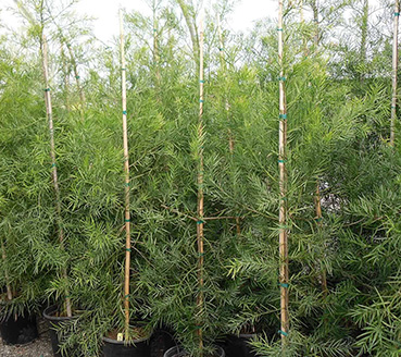 plantas-ornamentais-podocarpo