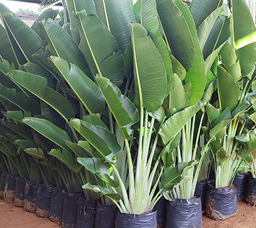 plantas-ornamentais-ravenala-scaled