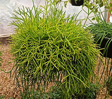 plantas-ornamentais-rhipsalis