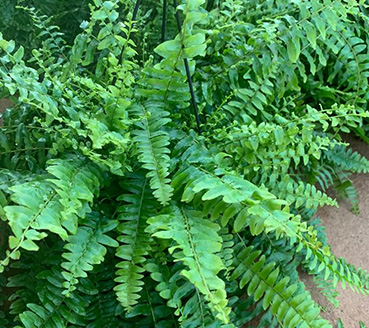 plantas-ornamentais-samambaia