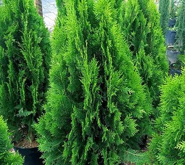 plantas-ornamentais-tuia-nana