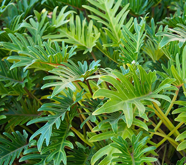 plantas-ornamentais-xanadu