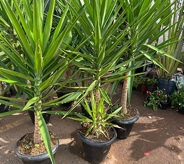 plantas-ornamentais-yuca
